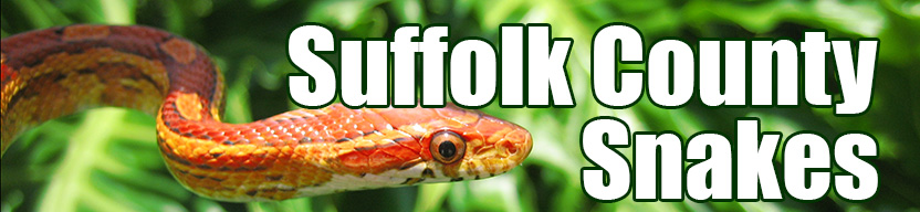 Suffolk County snake